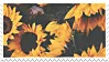 sunflowers image